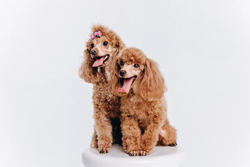 red poodles on white stool