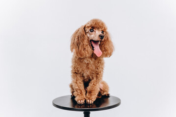 red poodle on black stool