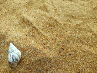 Beach sand and shell to be used as background for design of business presentation. Nova Almeida beach, Serra, E. S. Espirito Santo, Brazil
