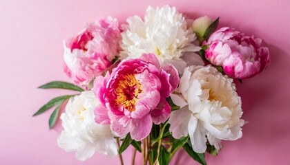 Pink and white peonies on a pastel pink background, copy space, flat lay, greeting card.