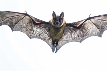 Bat silhouette with wings spread wide, in a landing pose, on a white background. - obrazy, fototapety, plakaty