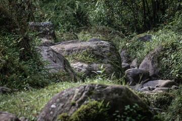stream in the forest