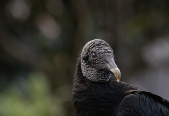 Vulture I