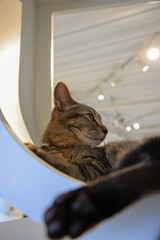 cat