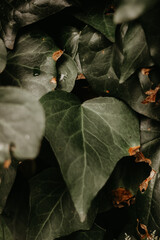 Ivy leaves plant