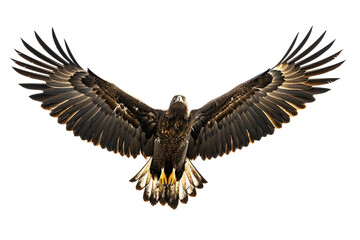 Eagle in flight silhouette cameo, wings fully spread, detailed feathers, white background. - obrazy, fototapety, plakaty