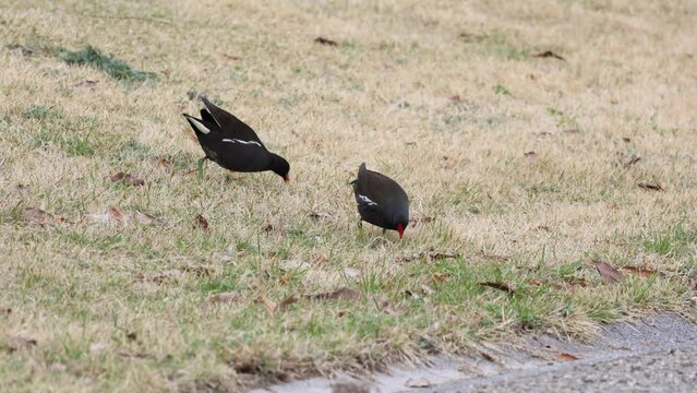 A pair of Common Moorhen looking for food on the lawn of Port Island Minami Park 