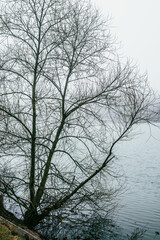 Fototapeta na wymiar Trees and fog. Misty morning on lake . Frost . Winter fog . Landscape with fog and lake . Mistery lake . Nature . Film landscape . Forest beauty . Mystery morning on lake 