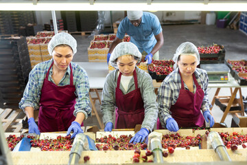 Focused people in cherry warehouse selecting and sorting berries