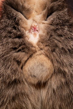 cat anus and balls close-up