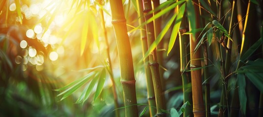 Serene bamboo forest and meadow with soft natural light in blur style, lush green leaves and trees