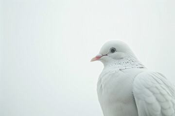 Peaceful White Dove Close-Up, Tranquil Bird on a Soft White Background