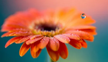 Foto op Canvas Orange gerbera flower with a small drop of water. Beautiful macro shot with smooth colored background. © adobedesigner