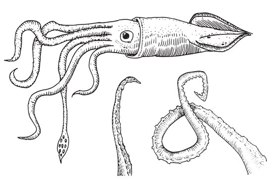 Detailed vintage line art drawing of a squid with intricate tentacles and suction cups, perfect for scientific and marine life illustrations.