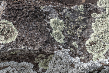 Lecanoromycetes. Lichen on volcanic rock / basalt. Makapuu Oahu Hawaii