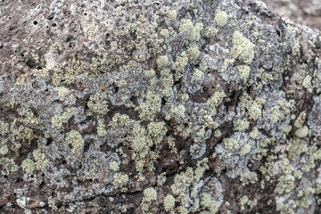 Lecanoromycetes. Lichen on volcanic rock / basalt. Makapuu Oahu Hawaii