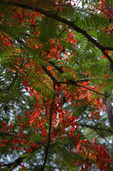 Flores, flores... Variedad casi infinita de formas, colores y aromas.