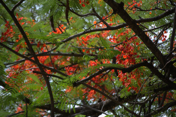 Flores, flores... Variedad casi infinita de formas, colores y aromas.