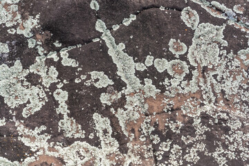 Lecanoromycetes. Lichen on volcanic rock / basalt. Makapuu Oahu Hawaii