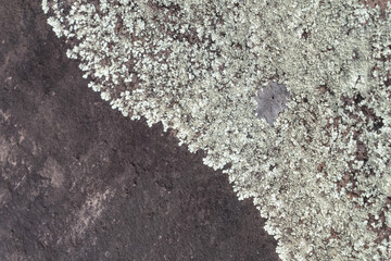 Lecanoromycetes. Lichen on volcanic rock / basalt. Makapuu Oahu Hawaii