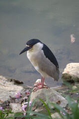 Animales acuaticos,caimanes,tortugas,aves de muschas formas y colores.