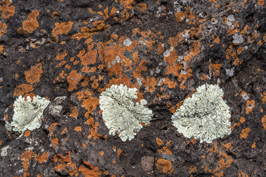 Lecanoromycetes. Lichen on volcanic rock / basalt. Makapuu Oahu Hawaii