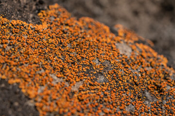 Lecanoromycetes. Lichen on volcanic rock / basalt. Makapuu Oahu Hawaii