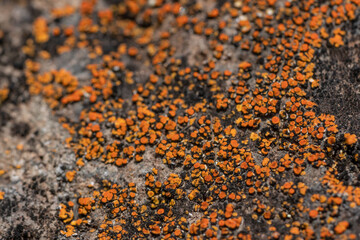 Lecanoromycetes. Lichen on volcanic rock / basalt. Makapuu Oahu Hawaii