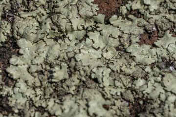 Lecanoromycetes. Lichen on volcanic rock / basalt. Makapuu Oahu Hawaii