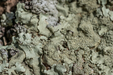 Lecanoromycetes. Lichen on volcanic rock / basalt. Makapuu Oahu Hawaii