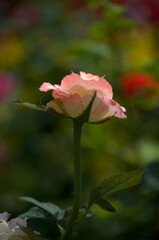 Las flores conforman un universo propio de color,aroma y variedad!