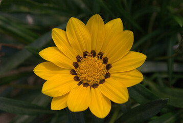 Las flores conforman un universo propio de color,aroma y variedad!