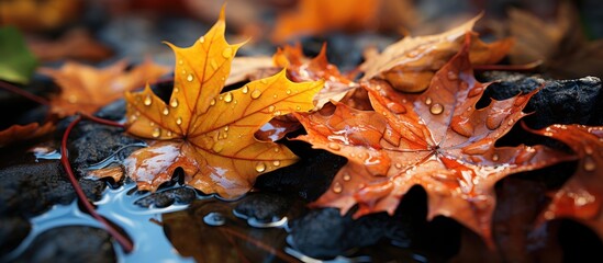 Autumn leaves in puddle after rain
