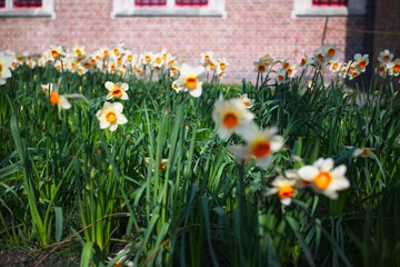 Bright daffodils in focus with a blurred red brick building in the background, springtime concept.