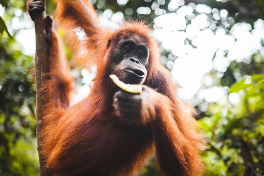 Orangutan enjoying a snack in Indonesian forest