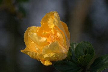 Las flores conforman un universo propio de color,aroma y variedad!