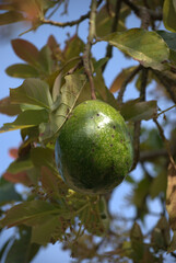 Frutas,de gran variedad todas tropicales,naranjas,cacao,nisperos,mandarinas.