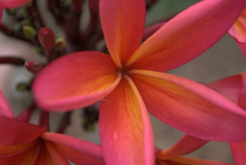 Las flores conforman un universo propio de color,aroma y variedad! © FILIPPO