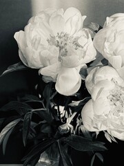 A close-up black and white photograph of peonies
