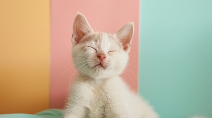 A cat on a pastel isolated background