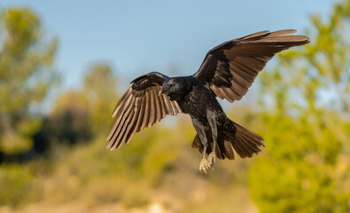 Majestic crow in flight over Lleida fields