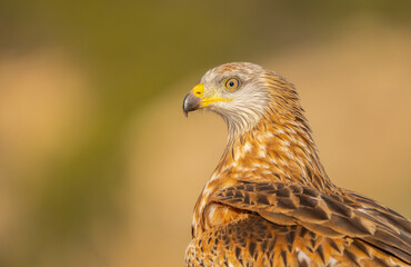 Majestic bird of prey in natural habitat