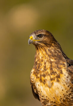 Majestic hawk portrait in natural habitat