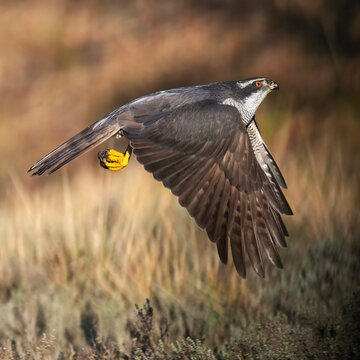 Dynamic capture of a female Northern Goshawk in full flight, showcasing her powerful wing span against a backdrop of golden wild grass