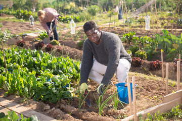African man farmer with scoop caring for plants in his garden