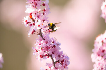 Bumblebee feast on pink almond blossom
