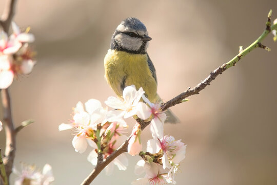 Blue tit perched on almond blossom branch
