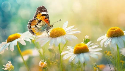 Poster Beautiful wild flowers chamomile with butterfly on sunny spring meadow, close-up macro. Landscape wide format, copy space. Delightful pastoral airy artistic image. © adobedesigner