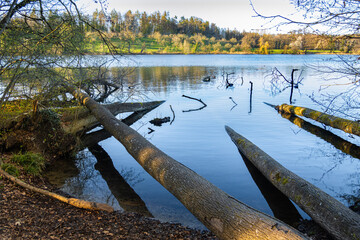 Spring scene on a sunny day by the lake. Tree trunks in the water of the lake