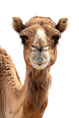 close up view of arabian camel head looking straight to the camera isolated on white background. zoom view of camel face. - obrazy, fototapety, plakaty